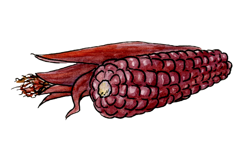 purple corn shucked and unshucked