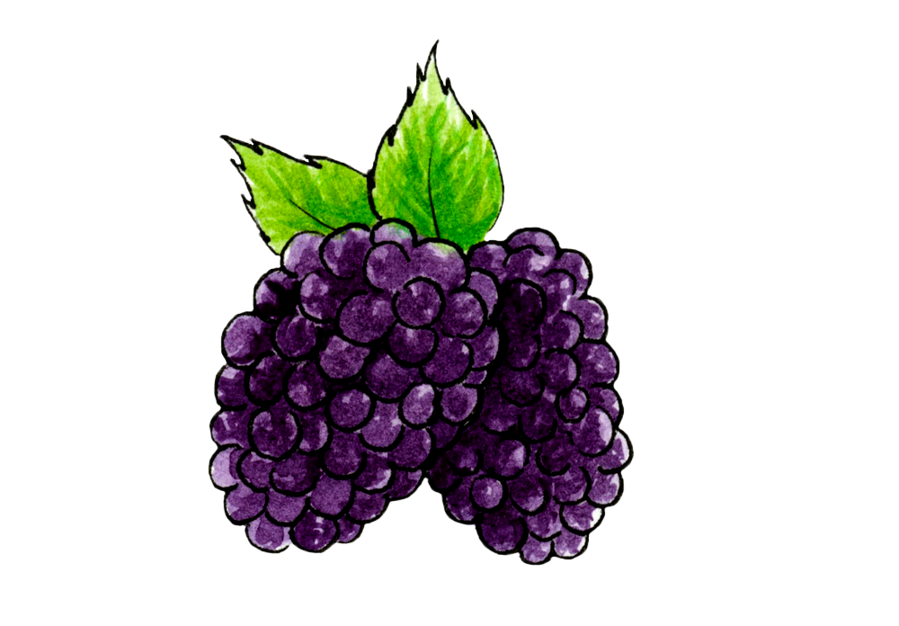 two blackberries