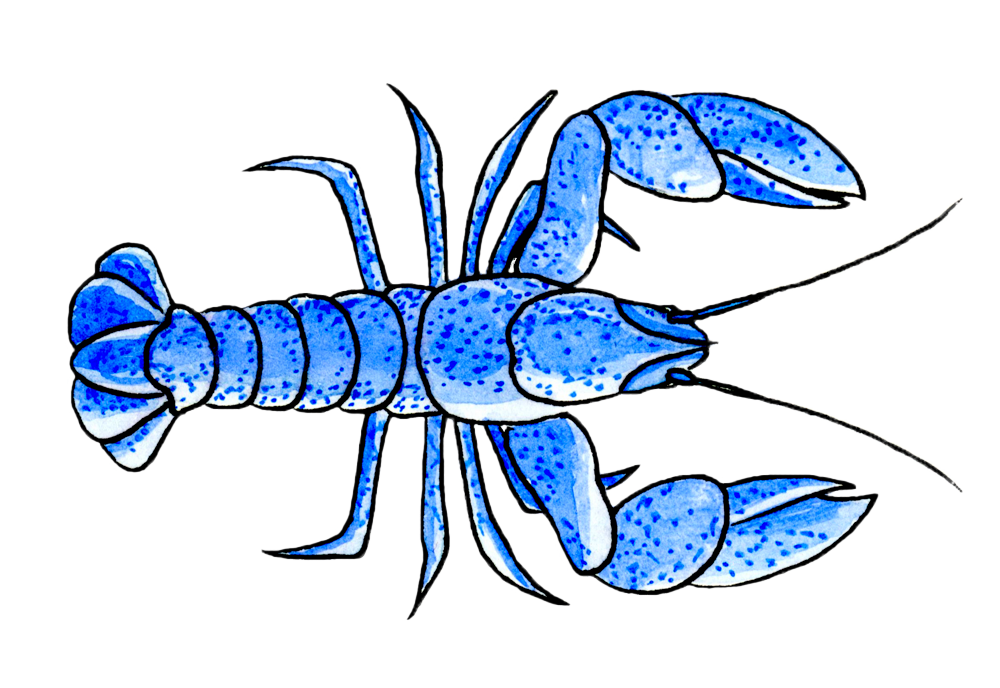 a blue lobster