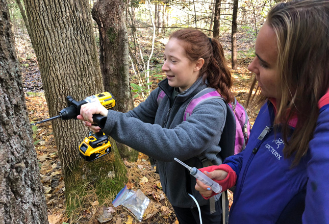 Using a drill to test gasses inside of trees