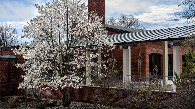 Flowering tree near a walkway on Skidmore campus