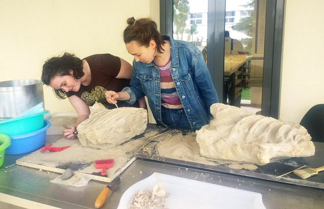 College students work on excavating a fossil of a horse in Greece