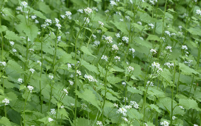 Garlic Mustard