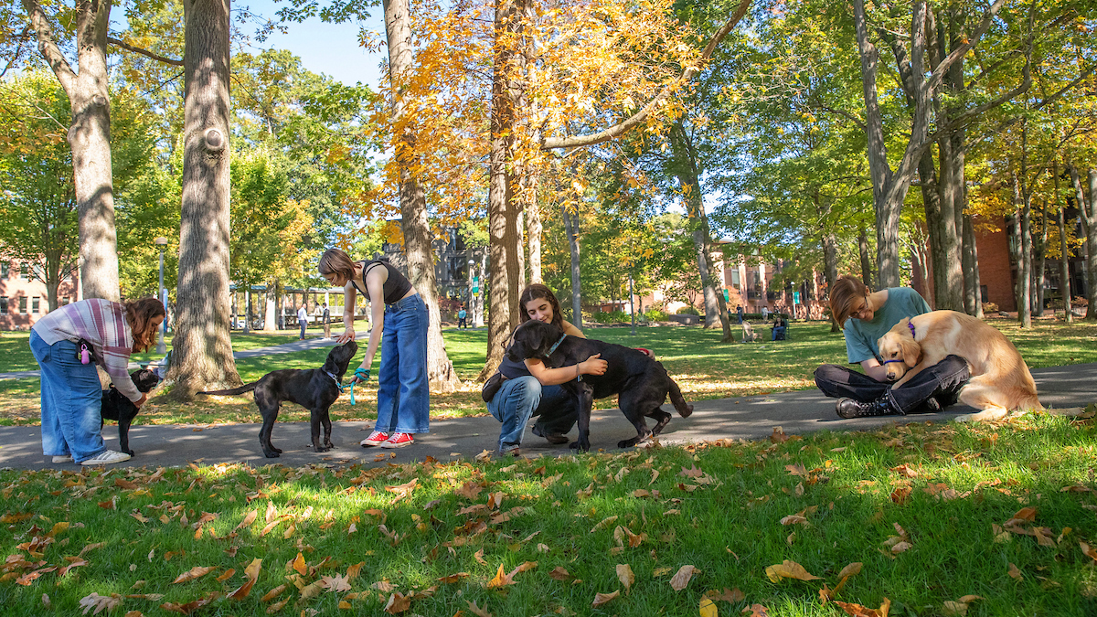 Skidmore students in the club TBreds Raising Pups prepare Labradors for service as guide dogs.