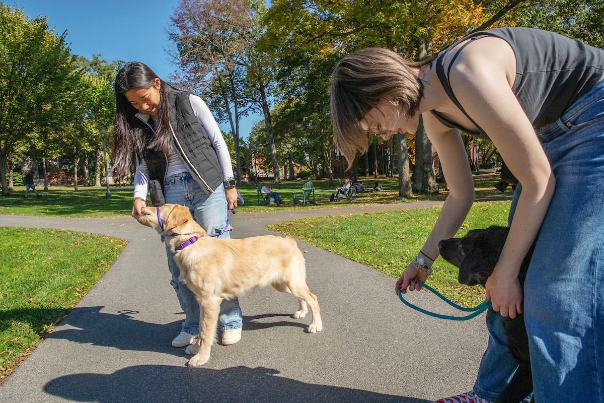 Two dogs interacting with Skidmore students
