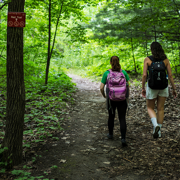 Hiking in the North Woods 