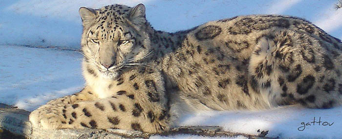 Snow leopard