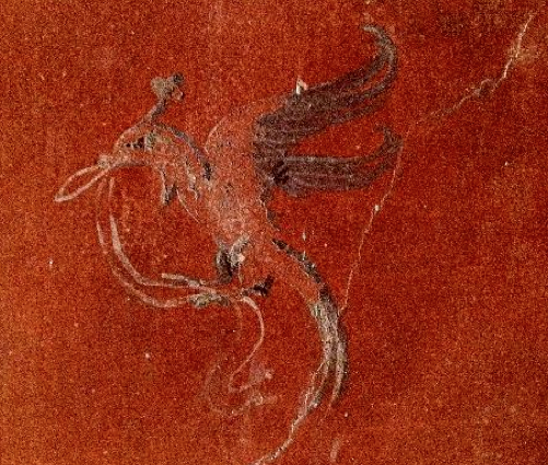 Bird with Swag, Oplontis