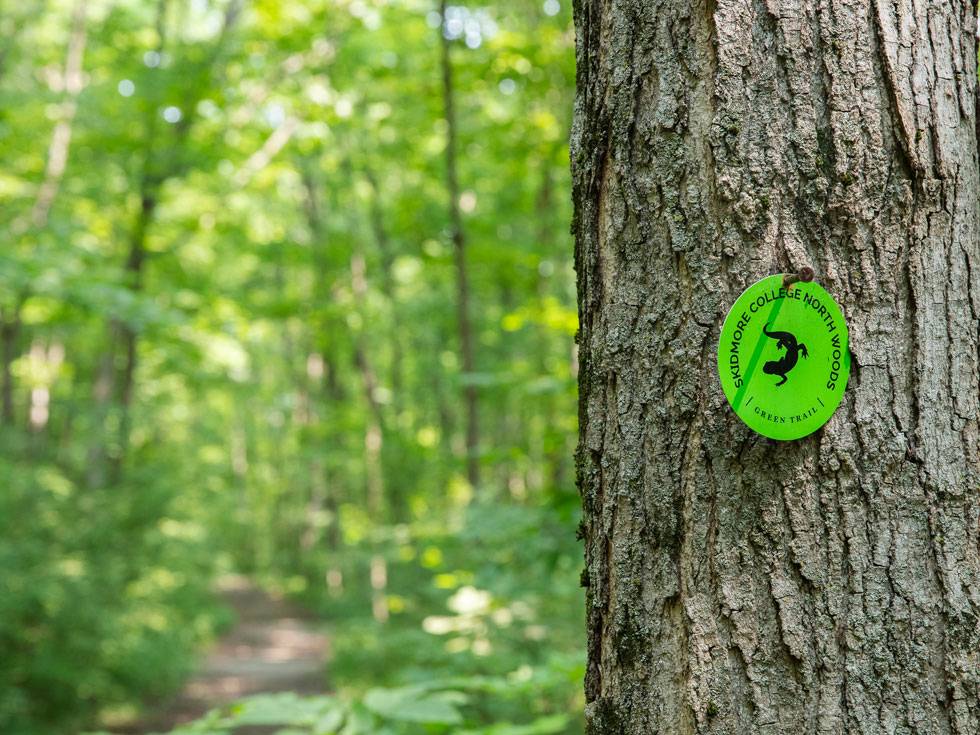 A tree trunk stands in the forefront of a wooded trail with a bright green trail marker for the North Woods that includes a black graphic of a newt on it