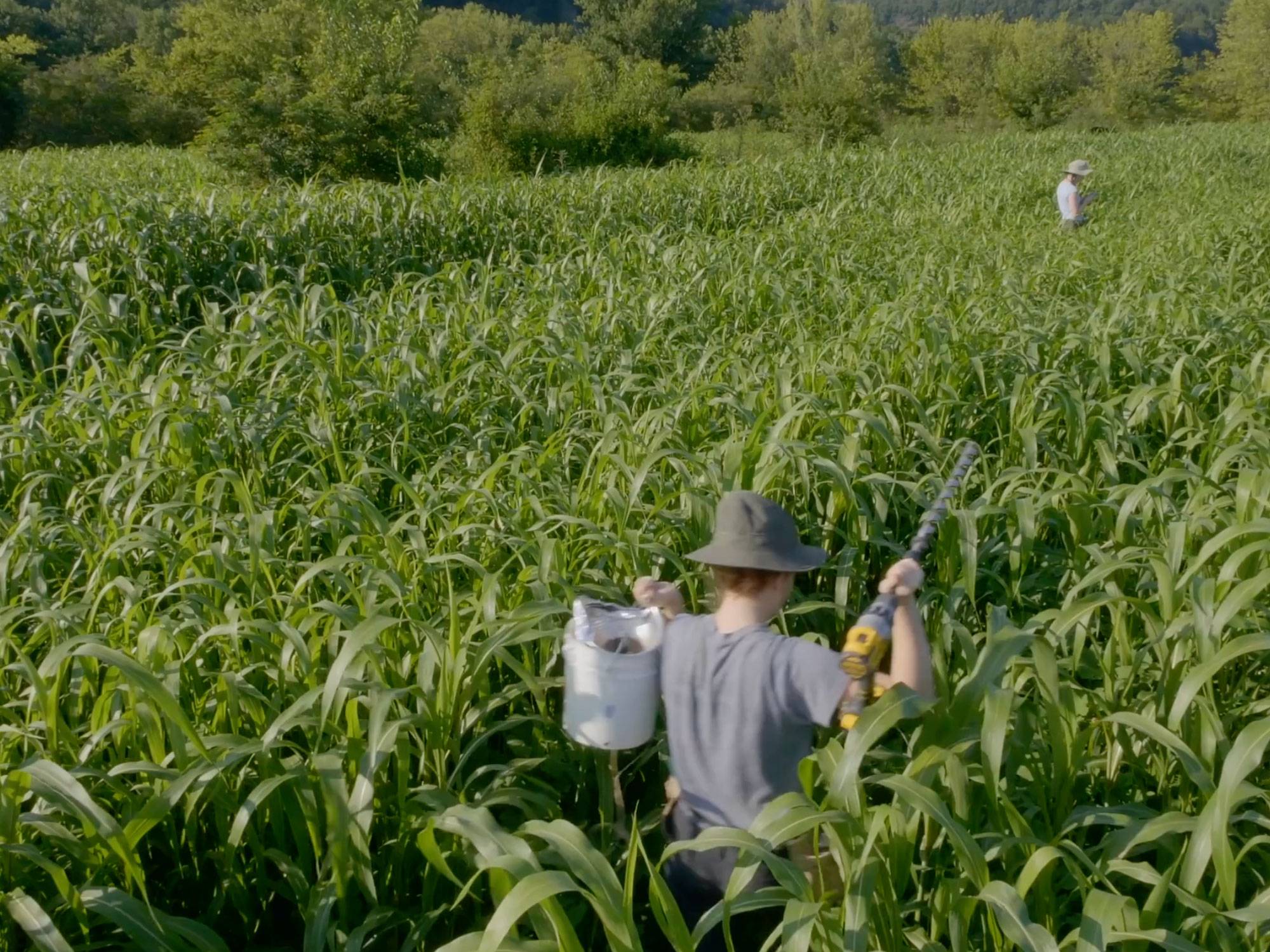 Two students walk through a field of tall green plants, wearing hats and carrying buckets over their shoulders.