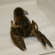 Copper crayfish sample