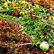 Evolv[ing] Saratoga Springs: Composting Food Waste in Restaurants