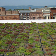 Green roof (gardening)