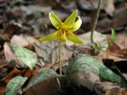 flower in the forest