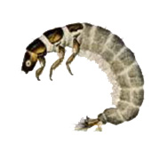 Macroinvertebrate