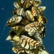 zebra mussels