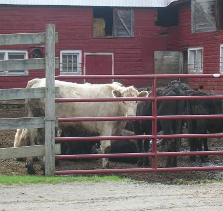 Cows in a barn