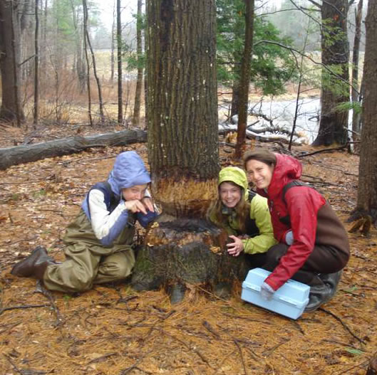 Studying a beaver-chewed tree