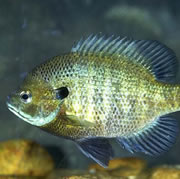 Bluegill sunfish