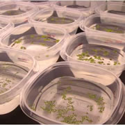 Duckweed and water fern in sample containers
