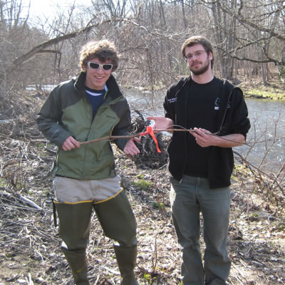 Sampling for Japanese knotweed