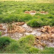 septic drainage field