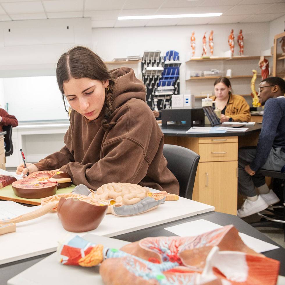 A student sits at a desk in a lab taking notes, with anatomical models spread out around them.