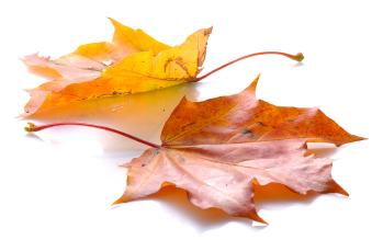 Fall Foliage Report
