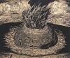 Sean Caulfield, Burning Roots, DETAIL, Woodcut, 2014