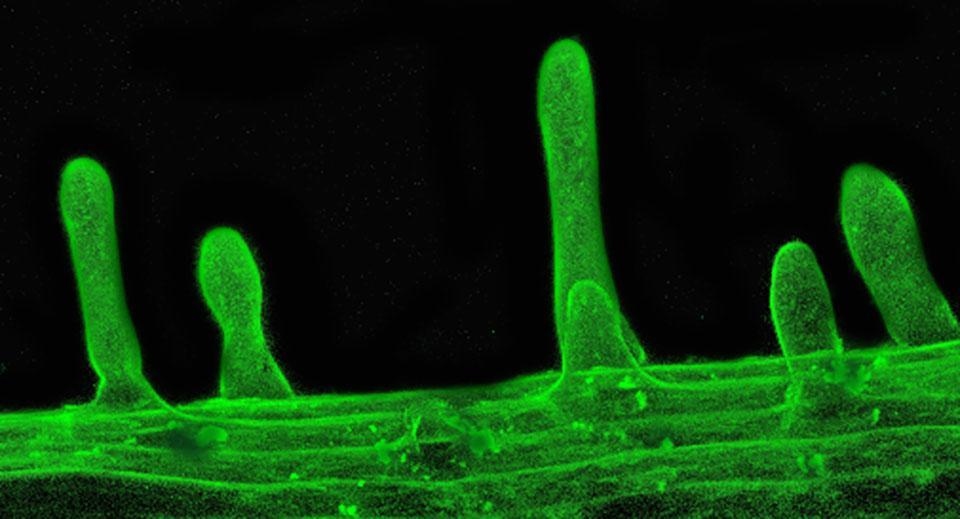 Confocal%20laser%20scanning%20microscope%20image%20of%20the%20root%20hairs%20of%20Arabidopsis%20labeled%20with%20the%20anti-xyloglucan%20antibody%2C%20LM15%20