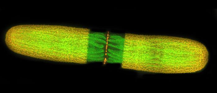 Jim5%20labeled%20%28cell%20wall%29%20and%20Jim7%20labeled%28central%20isthmus%20zone%29%20of%20growing%20Penium%20cell%20