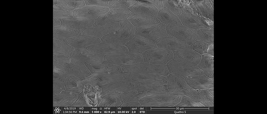 Fish%20gill%20cell%20structure