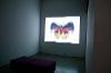 Allison Schulnik's animations installed ('Moth')