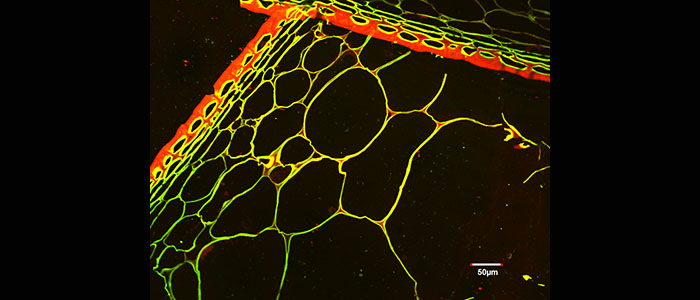 Confocal%20laser%20scanning%20microscopy%20image%3A%20Tomato%20skin%20cross%20section