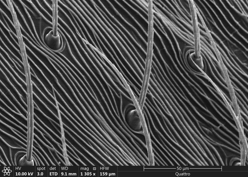 Pholcus%20phalangioides%20%28Cellar%20spider%29%20exoskeleton%20by%20Celeste%20Farrell%20%2724