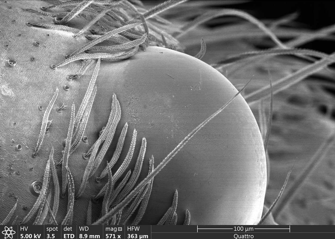 spider%20eye%20by%20Anne%20Coant%20%2725