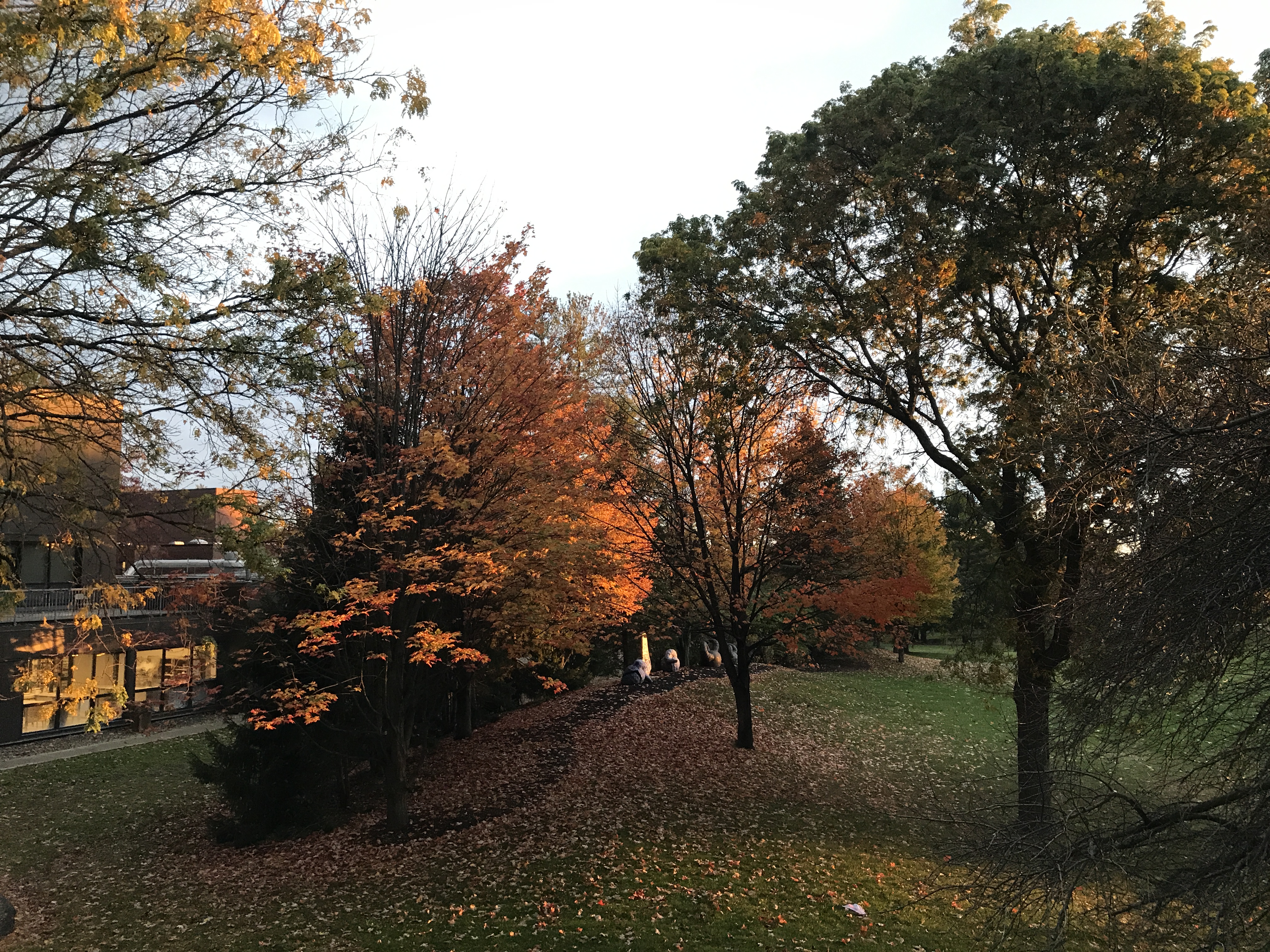 Fall on campus