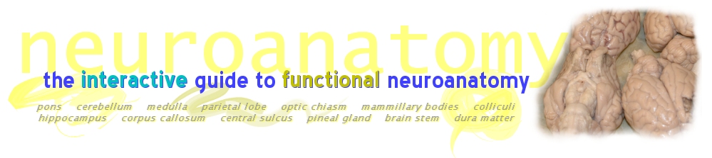 The Interactive Guide to Functional Neuroanatomy