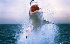 monster shark monster shark