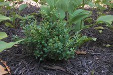 barberry bush