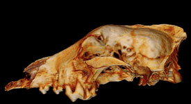 ancient wolf skull