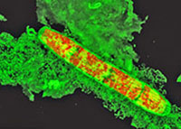 Alga cell wall viewed through a confocal microscope