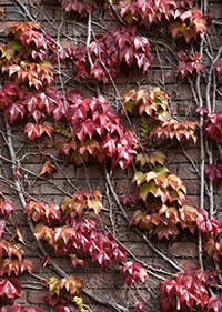 ivy wall