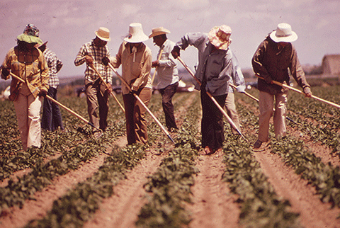 farm+workers++