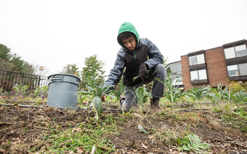 Ajani Otieno-Rudek '20, picks kale from Skidmore's Community Garden, which he manages this year.