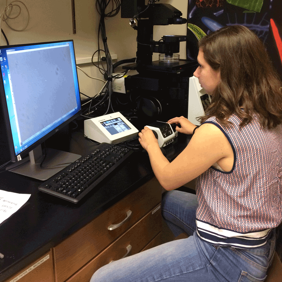 Lucy Walker '19 counts zooplankton as part of her research