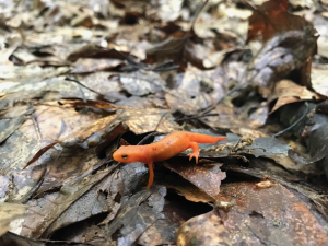 A Newt