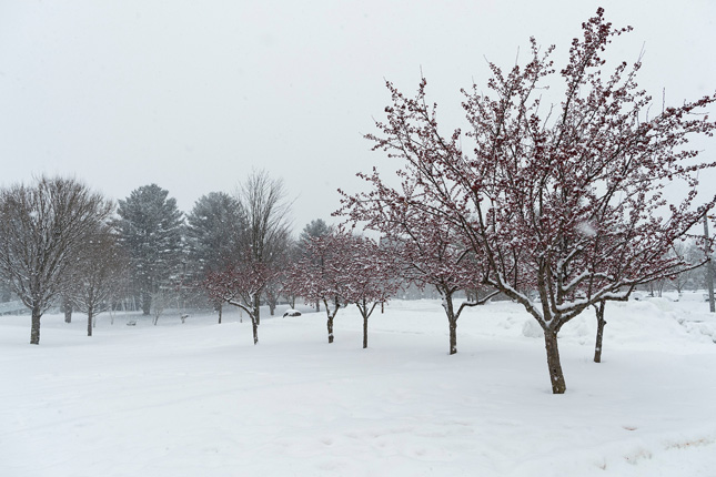 Snow falling on Skidmore College campus