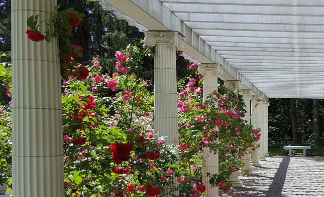 Roses grow in the Yaddo Gardens in Saratoga Springs, NY