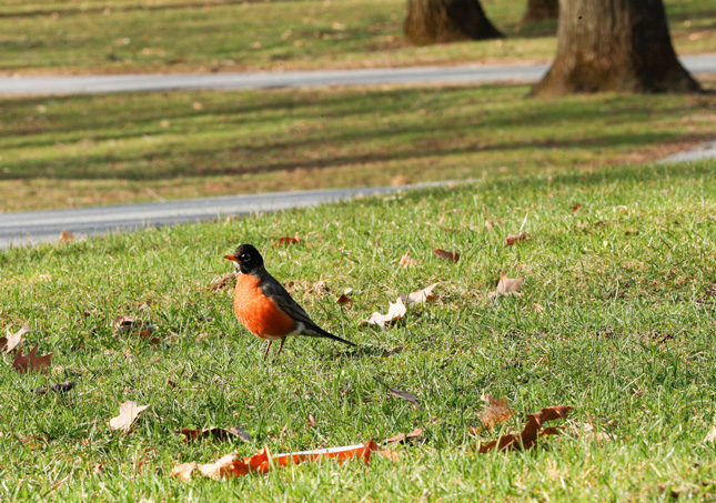 A robin on campus